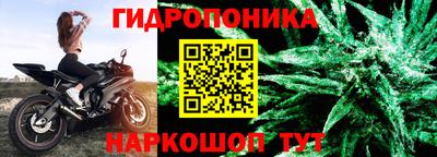 шишки Гай