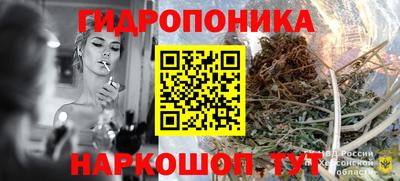 шишки Гай